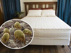 Limpeza de Colchão com Ácaros RJ Limpeza de Colchão com Ácaros RJ